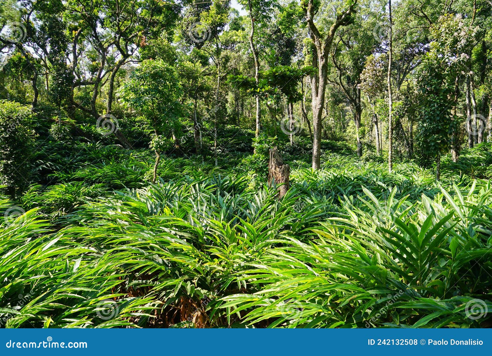 Cardamom plantation under shade trees