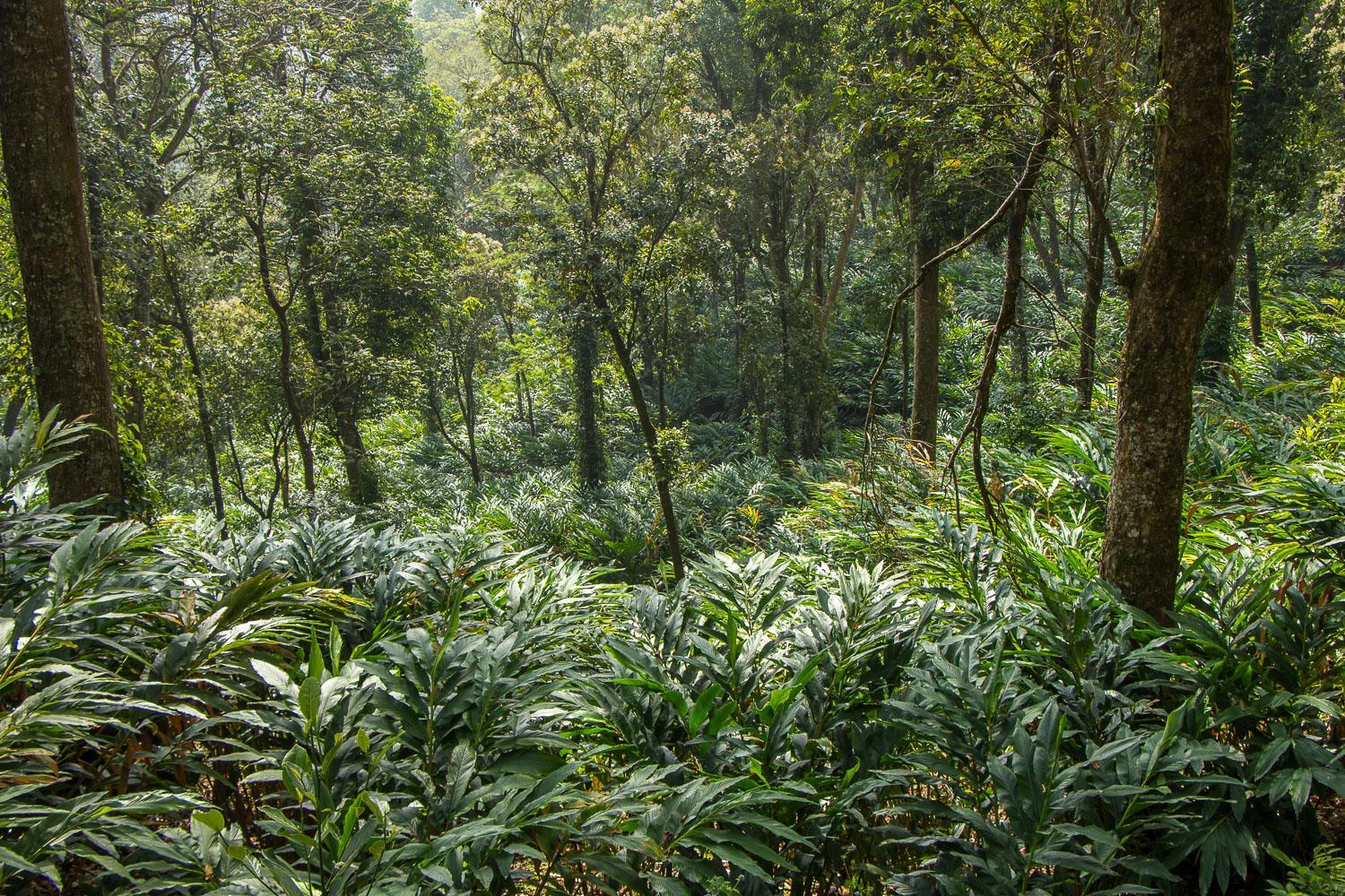 Workers hand-picking cardamom
