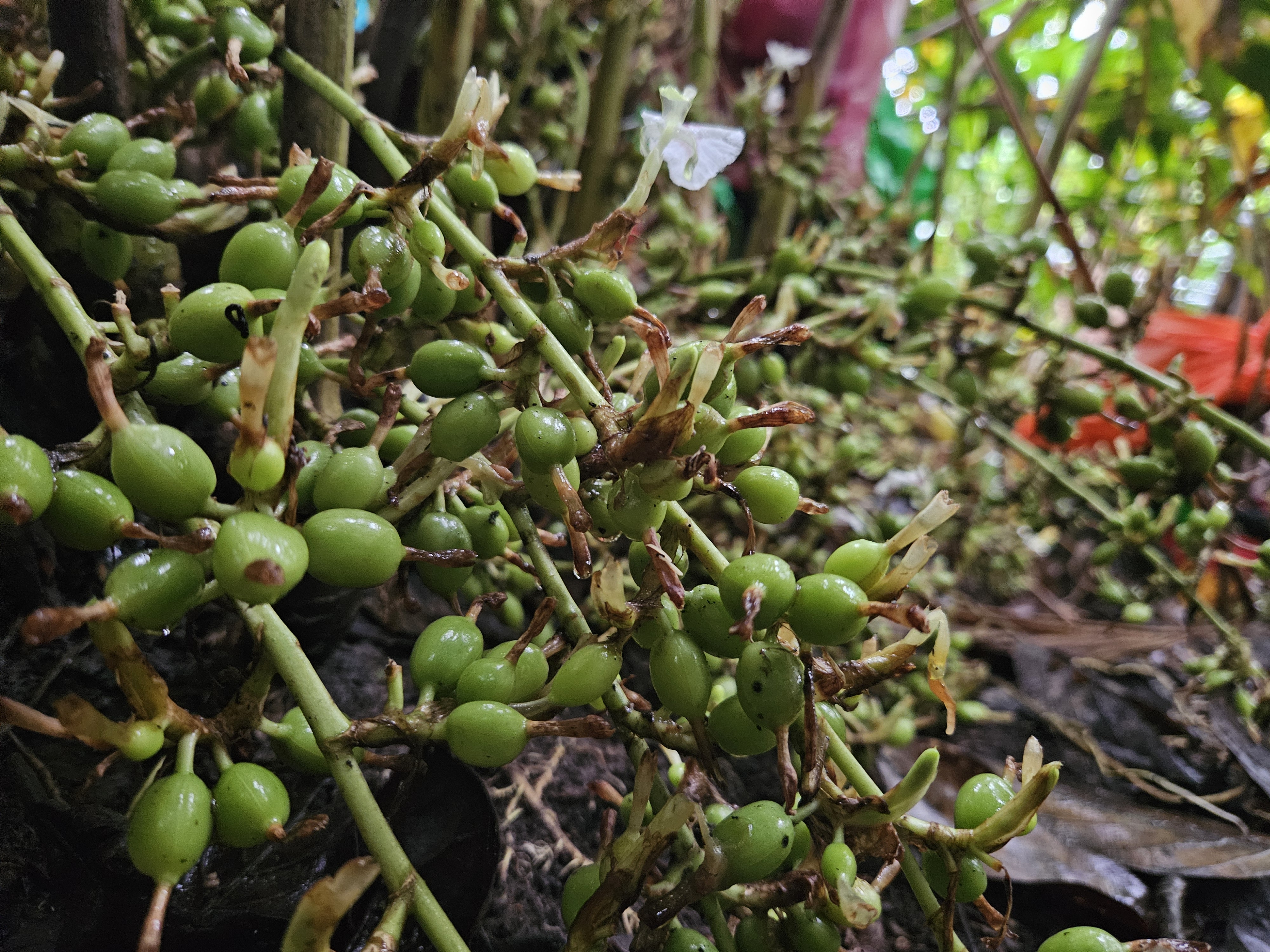 Cardamom pods being dried