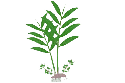 Shade-grown cardamom cultivation in the Western Ghats