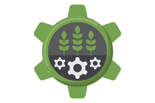 Traditional drying of cardamom to preserve essential oils